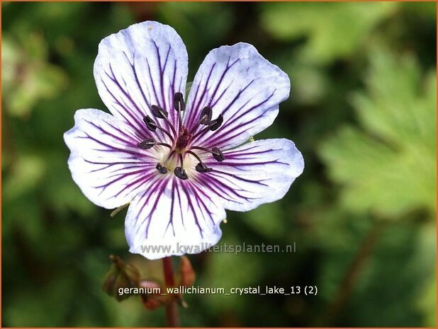 Geranium wallichianum 'Crystal Lake' | Ooievaarsbek