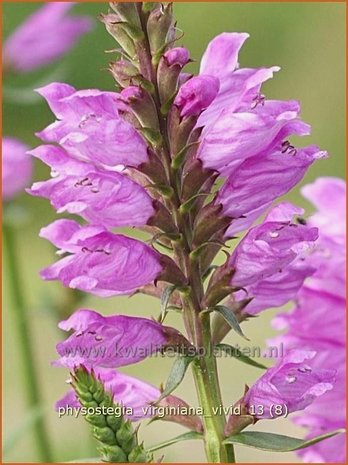 Physostegia virginiana 'Vivid' | Scharnierbloem, Scharnierplant