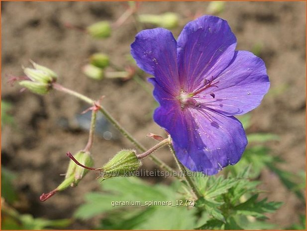 Geranium 'Spinners' | Ooievaarsbek