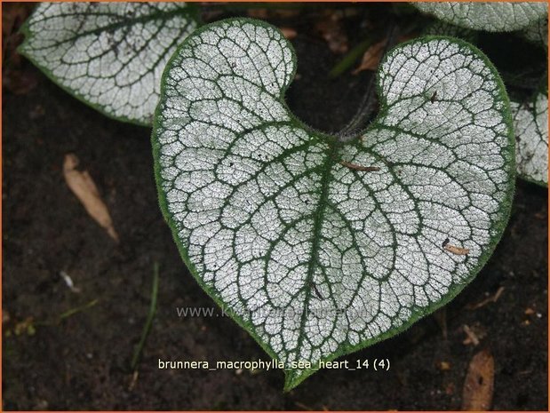 Brunnera macrophylla 'Sea Heart' | Kaukasische vergeet-mij-nietje