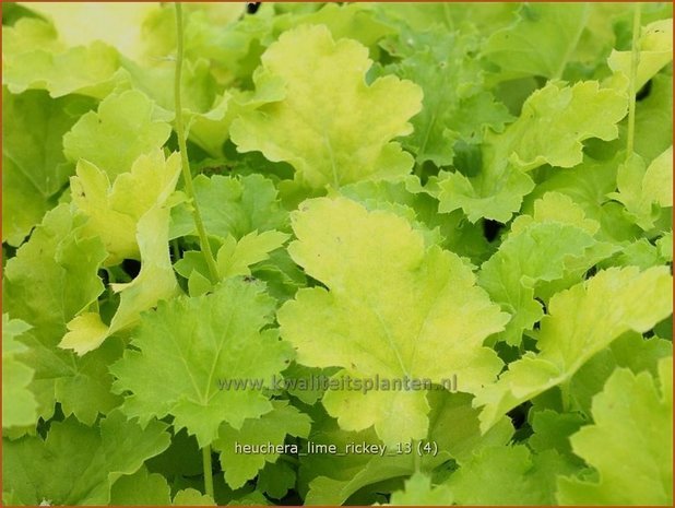 Heuchera 'Lime Rickey' | Purperklokje