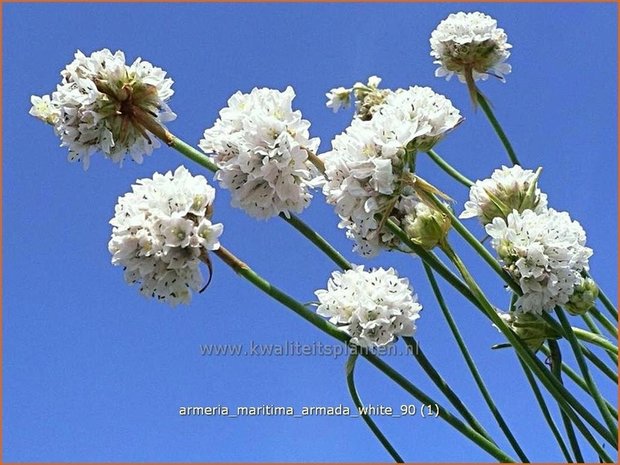 Armeria maritima &#39;Armada White&#39; | Engels gras | Strand-Grasnelke