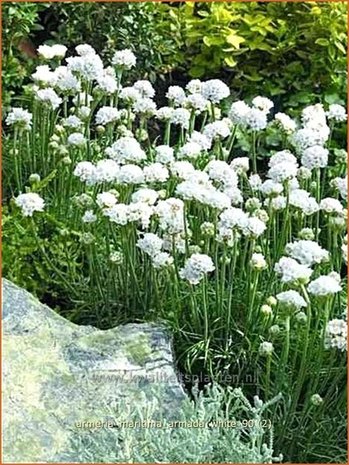 Armeria maritima &#39;Armada White&#39; | Engels gras | Strand-Grasnelke