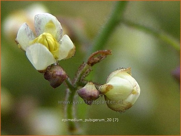 Epimedium pubigerum | Elfenbloem
