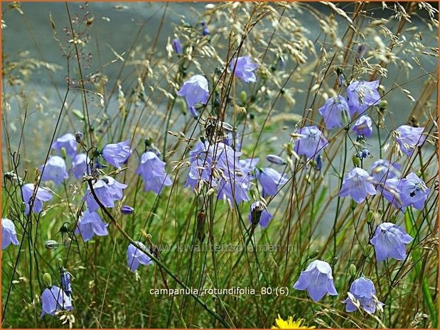 Campanula rotundifolia | Grasklokje, Klokjesbloem | Rundbl&auml;ttrige Glockenblume