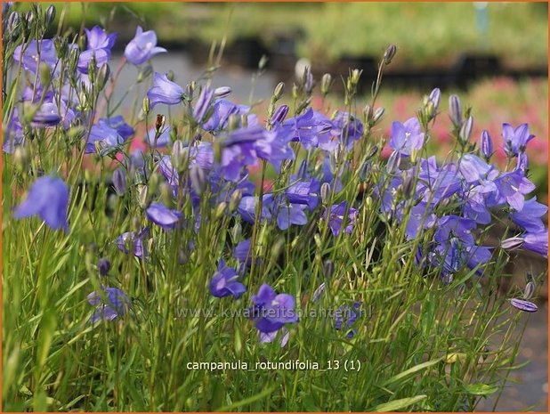 Campanula rotundifolia | Grasklokje, Klokjesbloem | Rundbl&auml;ttrige Glockenblume