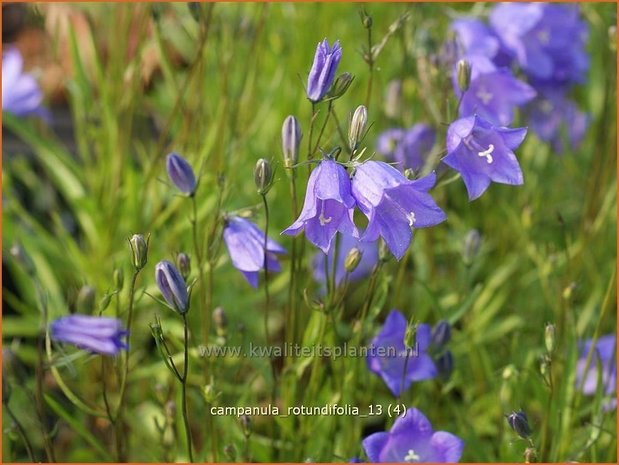 Campanula rotundifolia | Grasklokje, Klokjesbloem | Rundbl&auml;ttrige Glockenblume