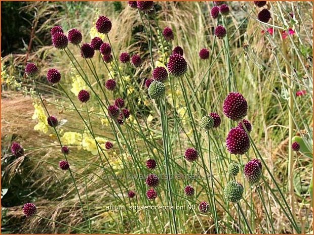 Allium sphaerocephalon | Trommelstokje, Kogellook, Kalklook, Sierui | Kugelkopfiger Lauch