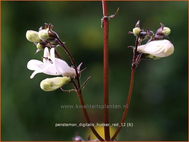 Penstemon digitalis 'Husker Red' | Schildpadbloem, Slangenkop