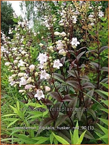 Penstemon digitalis 'Husker Red' | Schildpadbloem, SlangenkopPenstemon digitalis 'Husker Red' | Sch