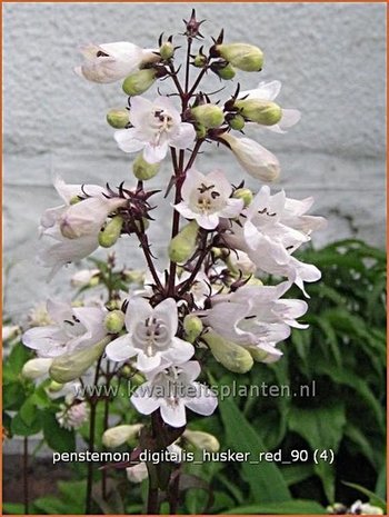 Penstemon digitalis 'Husker Red' | Schildpadbloem, Slangenkop