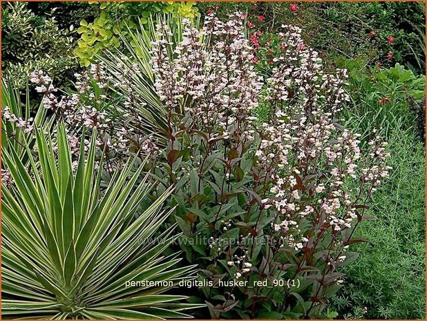 Penstemon digitalis 'Husker Red' | Schildpadbloem, Slangenkop