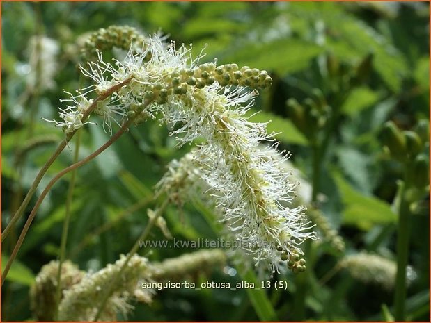 Sanguisorba obtusa 'Alba' | Pimpernel, Sorbenkruid