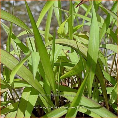 Spodiopogon sibiricus 'West Lake' | Siberisch siergras