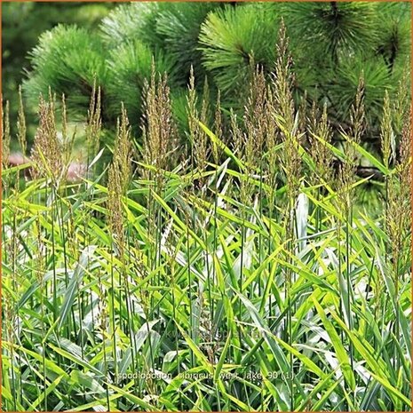 Spodiopogon sibiricus 'West Lake' | Siberisch siergras
