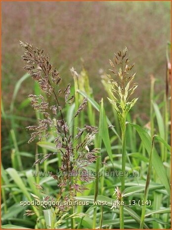 Spodiopogon sibiricus 'West Lake' | Siberisch siergras