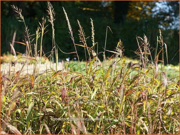 Spodiopogon sibiricus 'West Lake' | Siberisch siergras