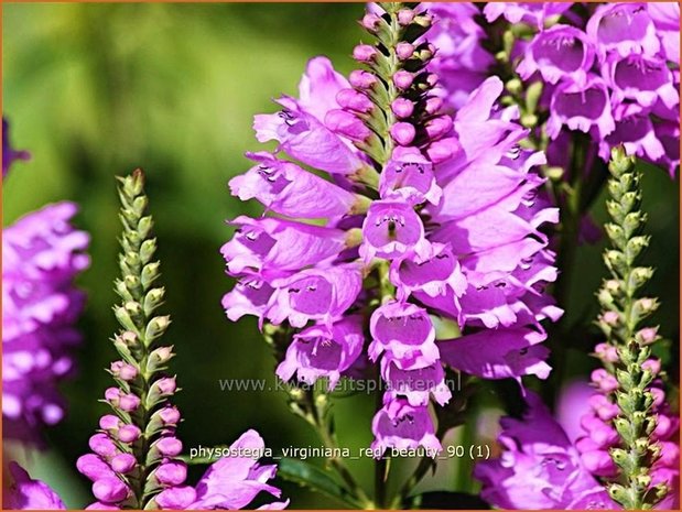 Physostegia virginiana &#39;Red Beauty&#39; | Scharnierbloem | Gelenkblume