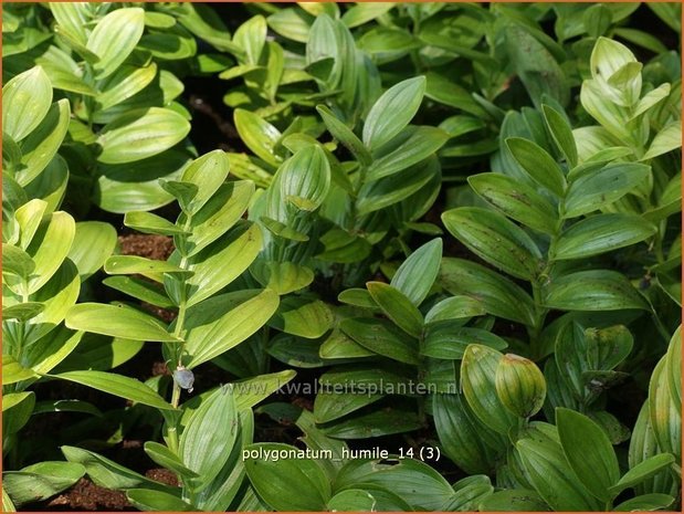 Polygonatum humile | Dwergsalomonszegel