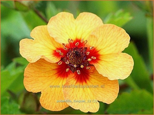 Potentilla tonguei | Vijfvingerkruid, Ganzerik