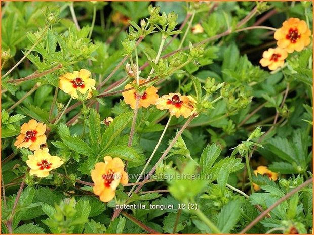 Potentilla tonguei | Vijfvingerkruid, Ganzerik
