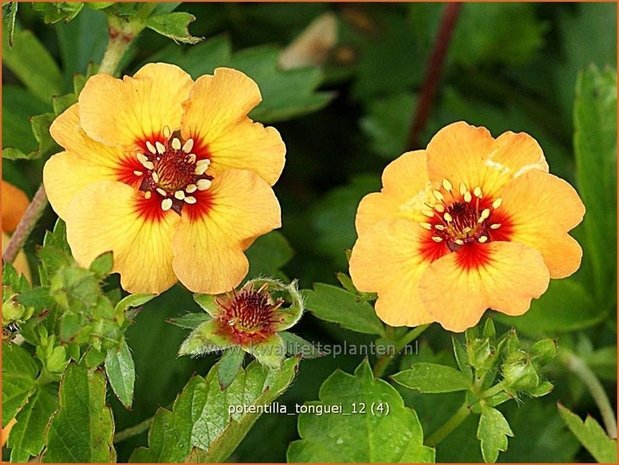 Potentilla tonguei | Vijfvingerkruid, Ganzerik