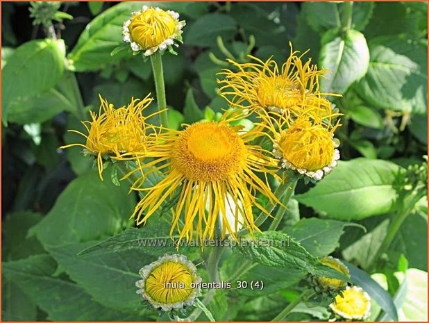 Inula orientalis | Oosterse alant