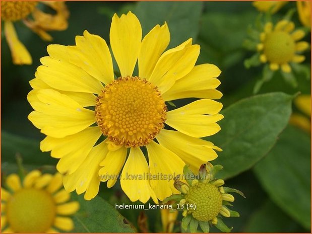 Helenium 'Kanaria' | Zonnekruid