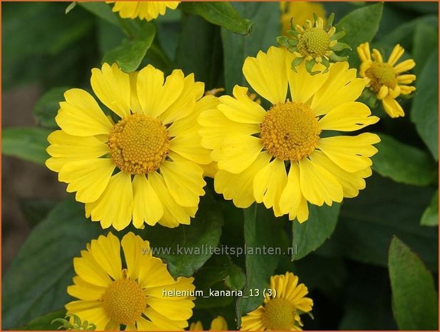 Helenium 'Kanaria' | Zonnekruid