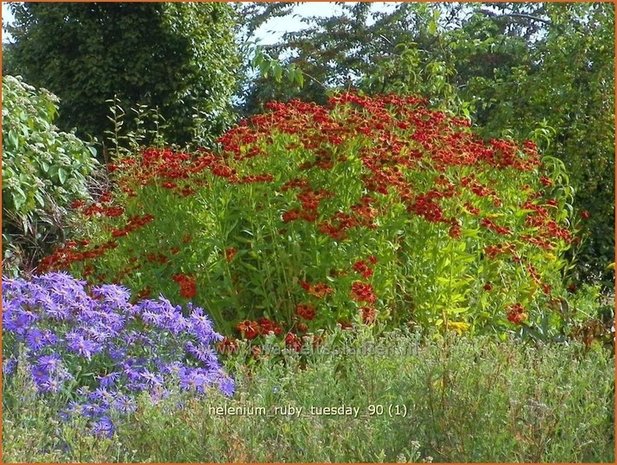 Helenium 'Ruby Tuesday' | Zonnekruid