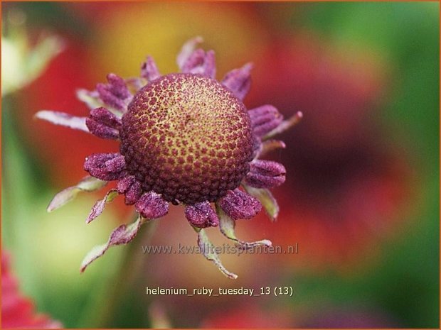 Helenium 'Ruby Tuesday' | Zonnekruid