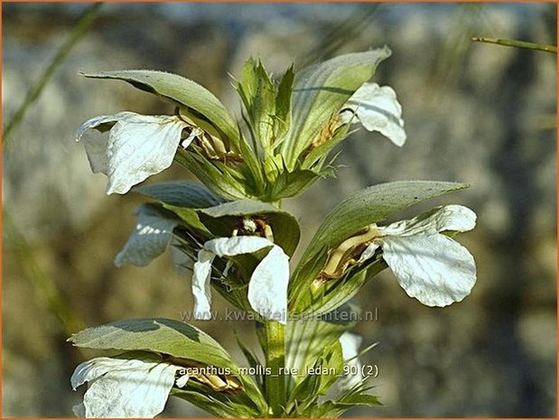 Acanthus mollis &#39;Rue Ledan&#39; | Zachte akant, Akant | Weiche Bärenklau