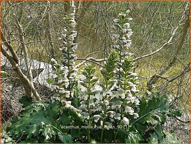 Acanthus mollis &#39;Rue Ledan&#39; | Zachte akant, Akant | Weiche Bärenklau