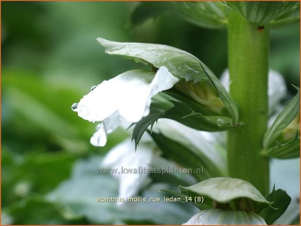 Acanthus mollis &#39;Rue Ledan&#39; | Zachte akant, Akant | Weiche Bärenklau