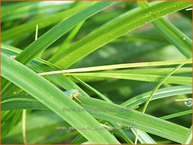 Carex oshimensis 'Green Wonder' | Zegge | Buntlaubige Segge