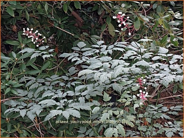 Actaea pachypoda 'Misty Blue' | Zilverkaars, Christoffelkruid