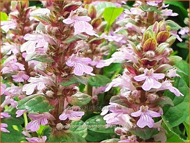 Ajuga genevensis 'Tottenham' | Harig zenegroen, Zenegroen