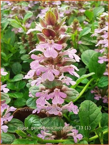 Ajuga genevensis 'Tottenham' | Harig zenegroen, Zenegroen