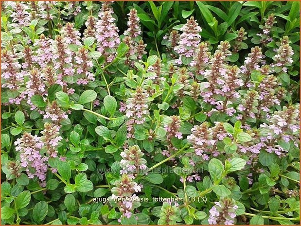 Ajuga genevensis 'Tottenham' | Harig zenegroen, Zenegroen