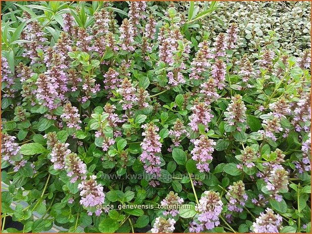 Ajuga genevensis 'Tottenham' | Harig zenegroen, Zenegroen