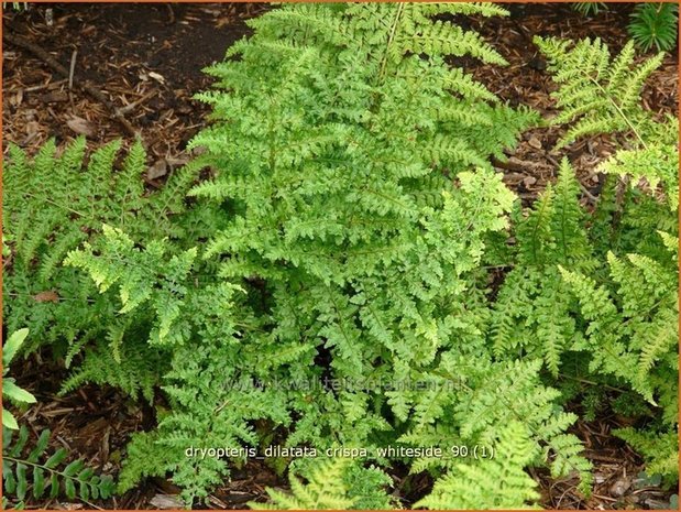 Dryopteris dilatata 'Crispa Whiteside' | Gekroesde stekelvaren