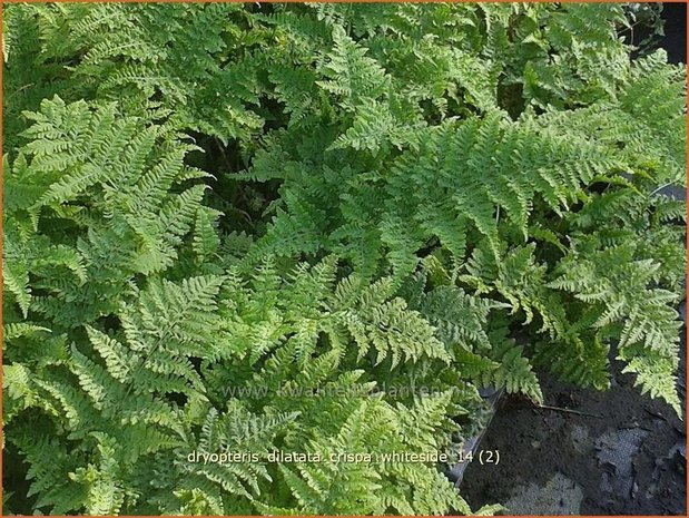 Dryopteris dilatata 'Crispa Whiteside' | Gekroesde stekelvaren