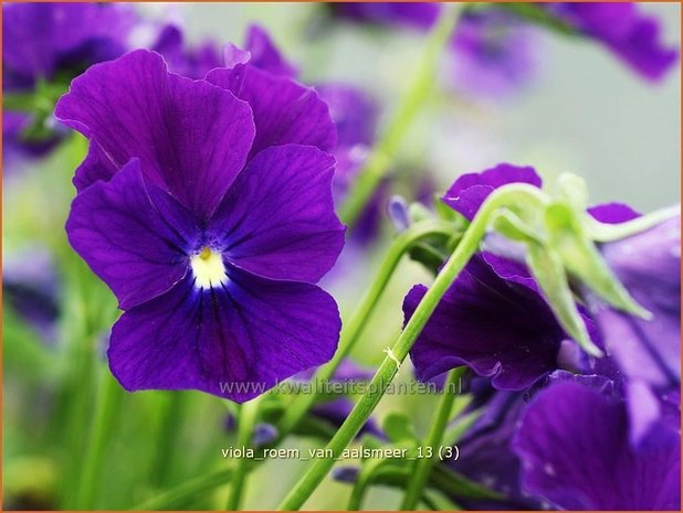 Viola cornuta 'Roem van Aalsmeer' | Hoornviooltje