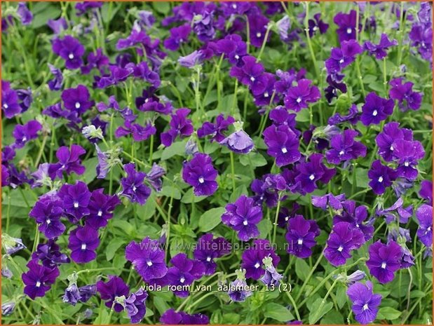 Viola cornuta 'Roem van Aalsmeer' | Hoornviooltje