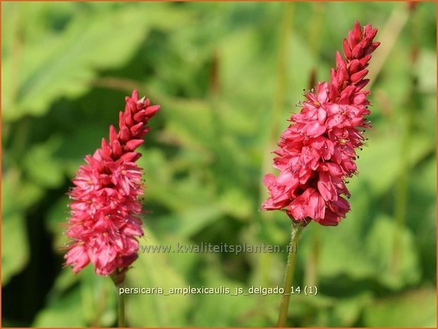 Persicaria amplexicaulis 'JS Delgado' | Duizendknoop, Adderwortel