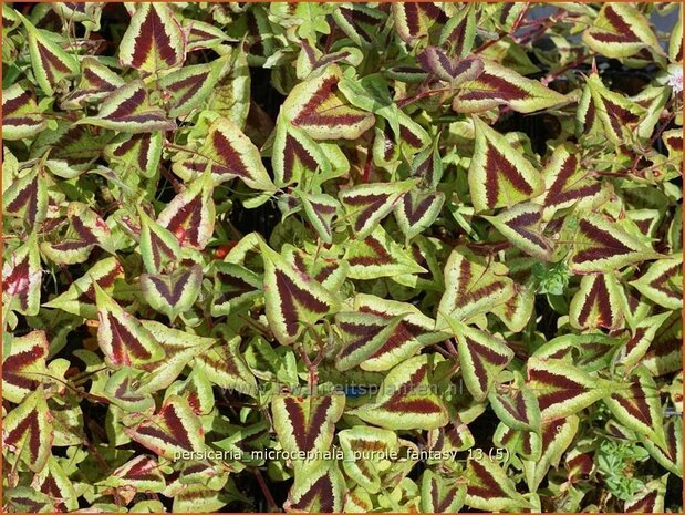 Persicaria microcephala 'Purple Fantasy' | Duizendknoop, Adderwortel