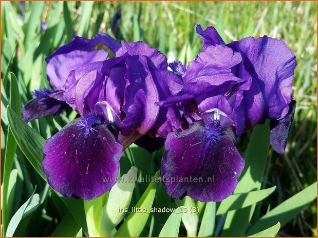 Iris pumila 'Little Shadow' | Dwerglis, Zwaardlelie, Iris, Lis | Zwerg-Schwertlilie