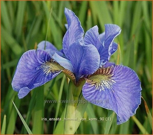 Iris ensata 'Himmel von Komi' | Japanse iris
