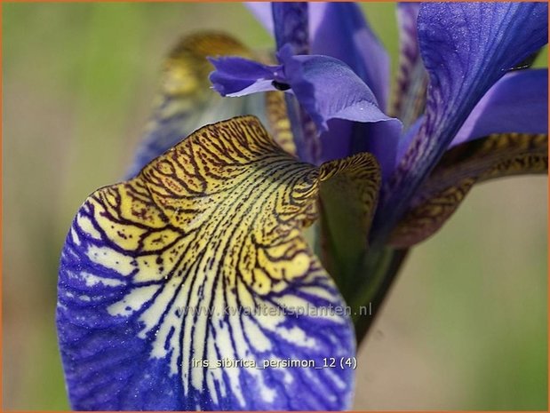 Iris sibirica 'Persimmon' | Iris, Lis, Siberische iris