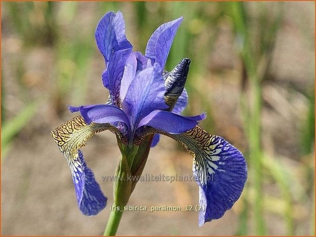 Iris sibirica 'Persimmon' | Iris, Lis, Siberische iris